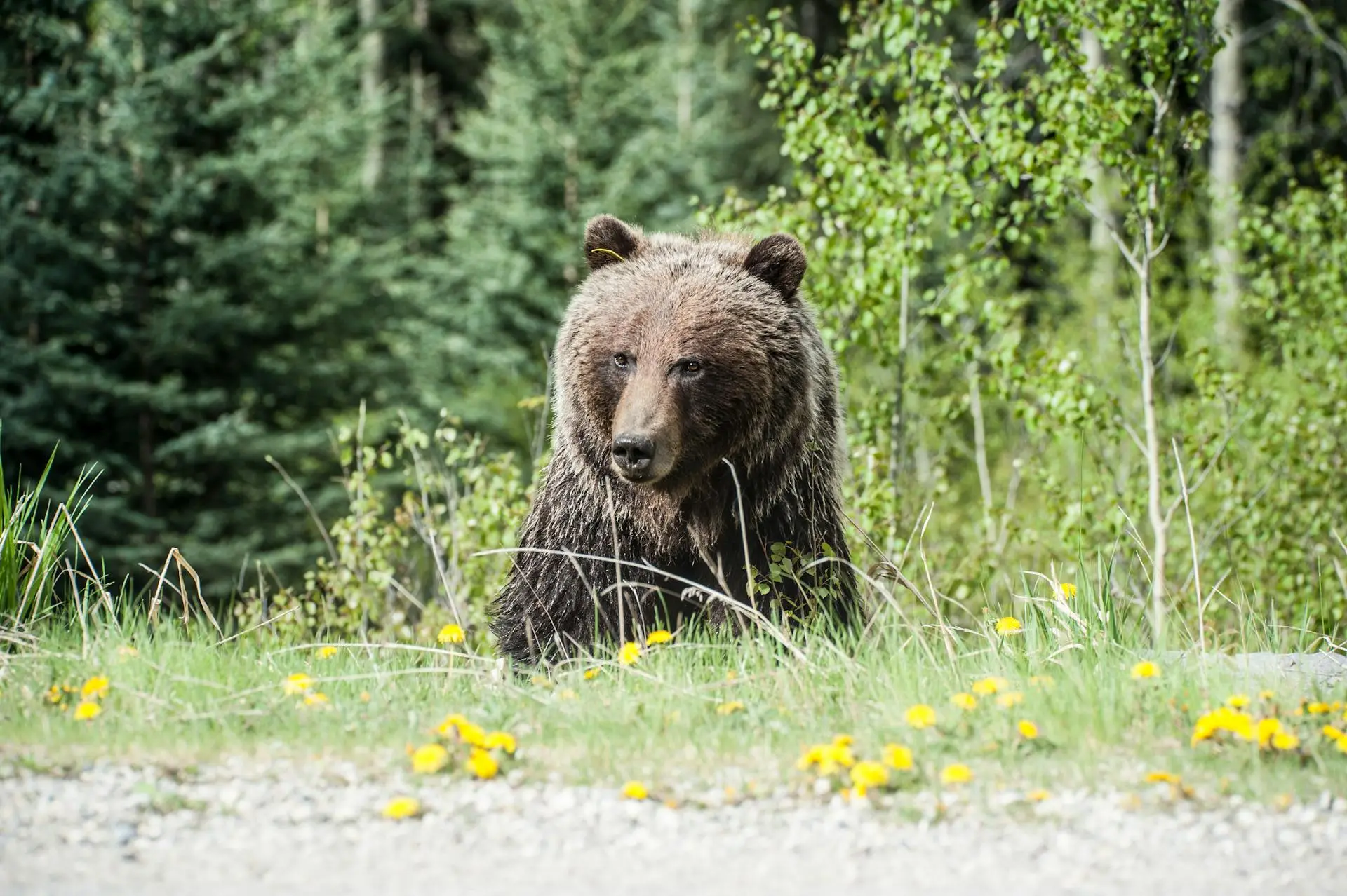 Bear in long grass